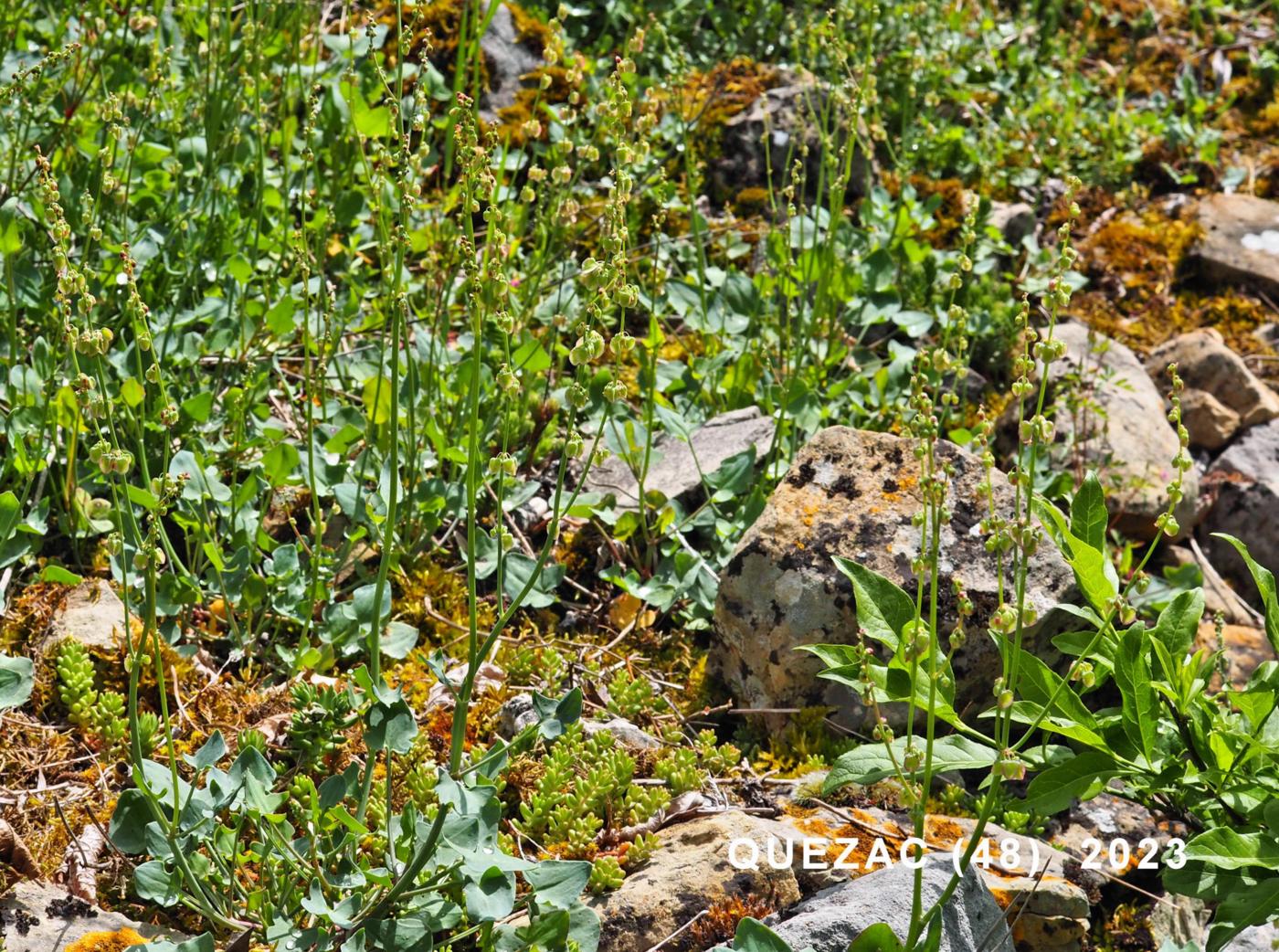 Rubble Dock plant